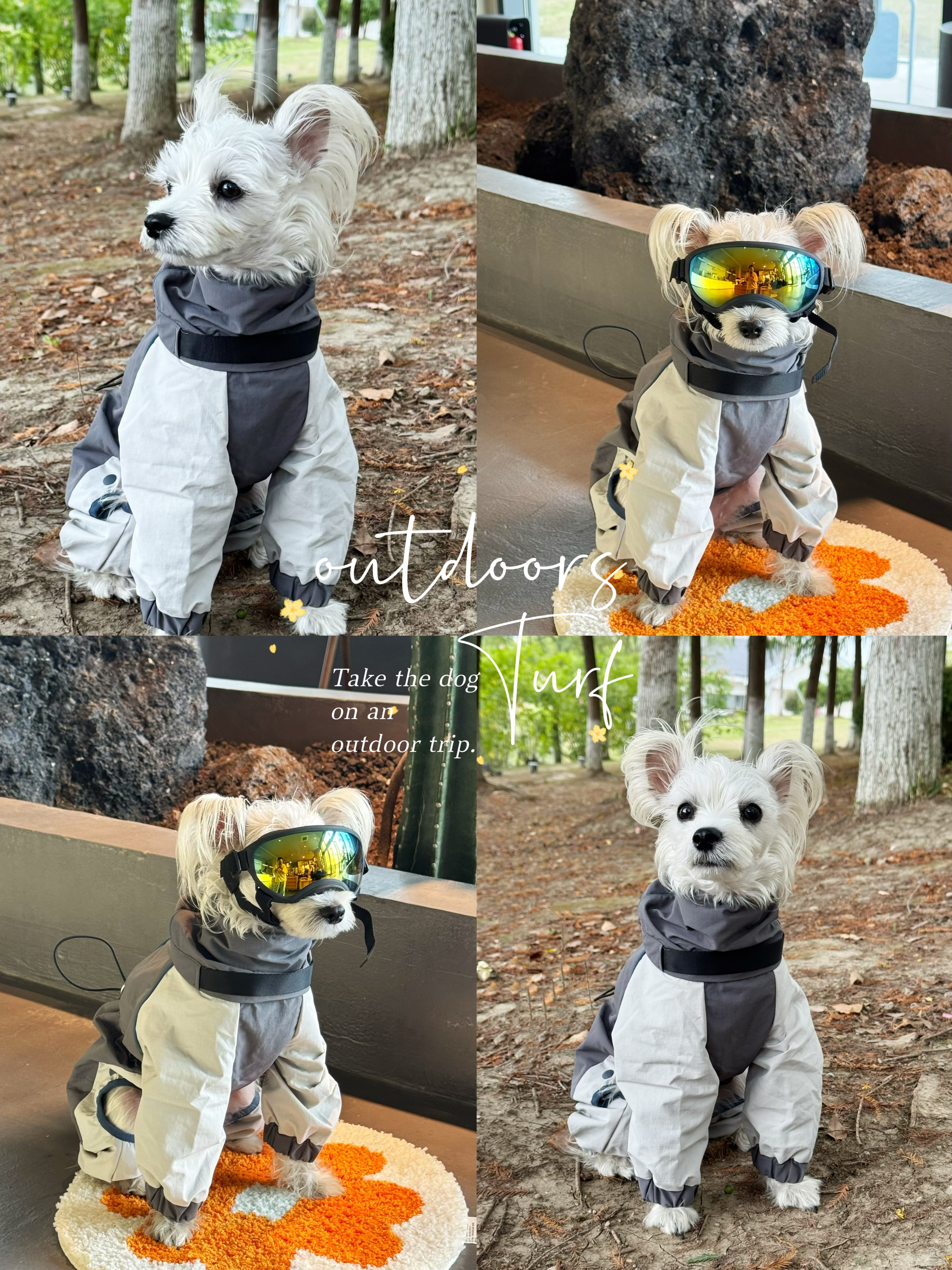 🔥带狗去户外？天性释放，不止是奔跑！