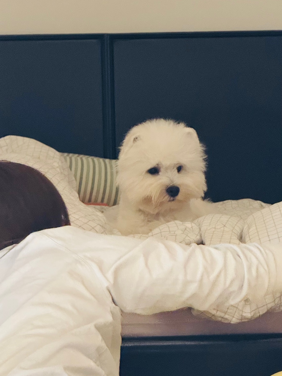 小狗好像有什么心事