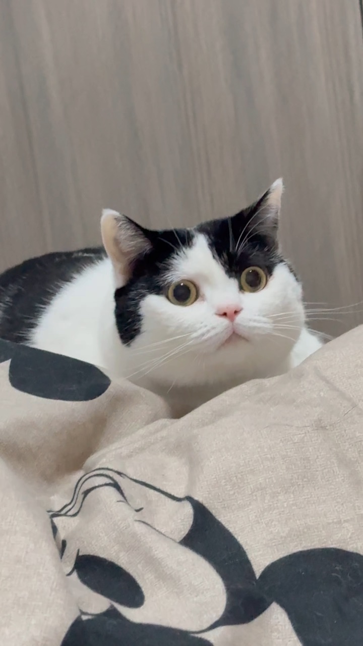 小猫就是这么萌