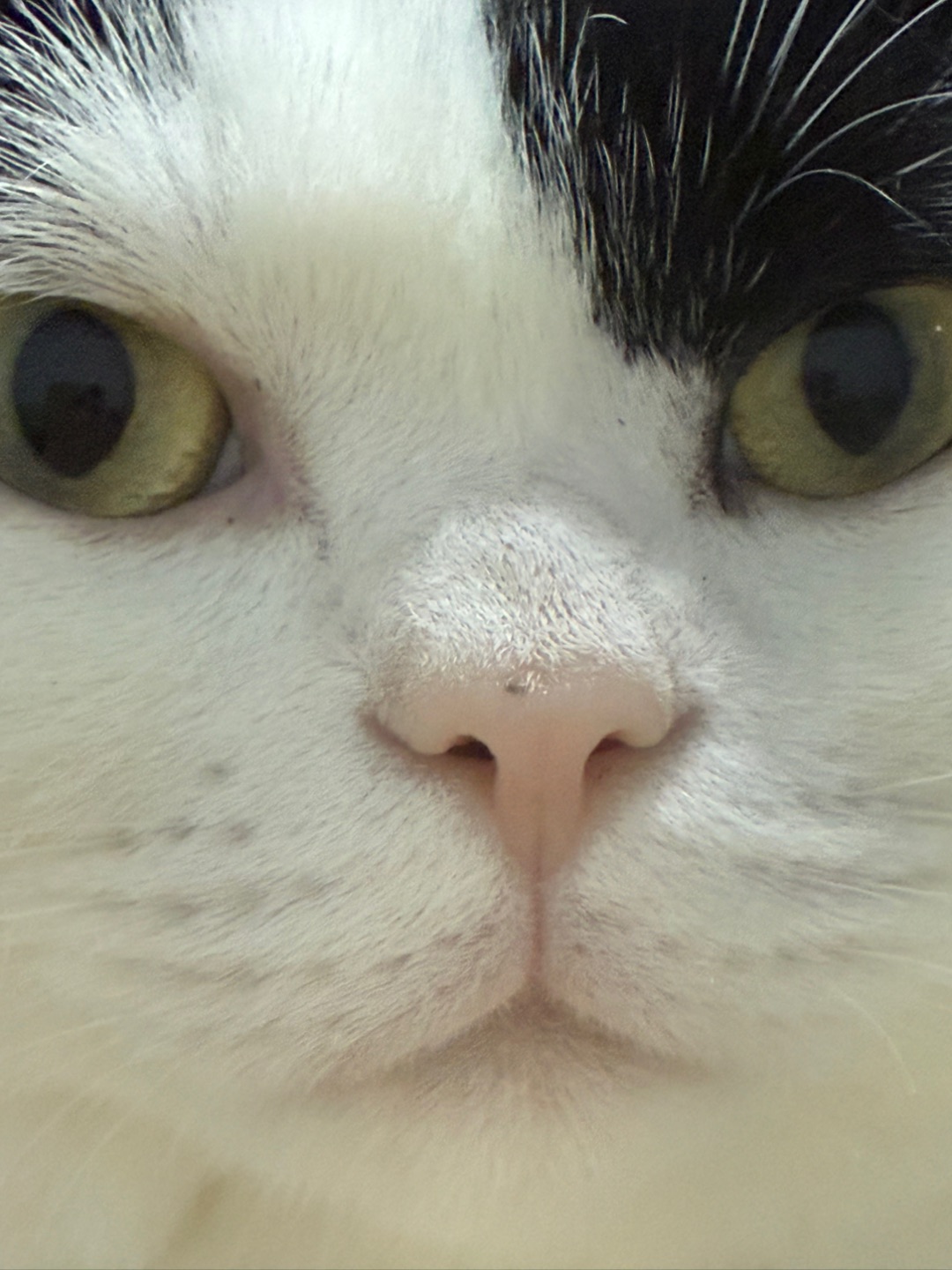 记录咪鼻子长黑点了