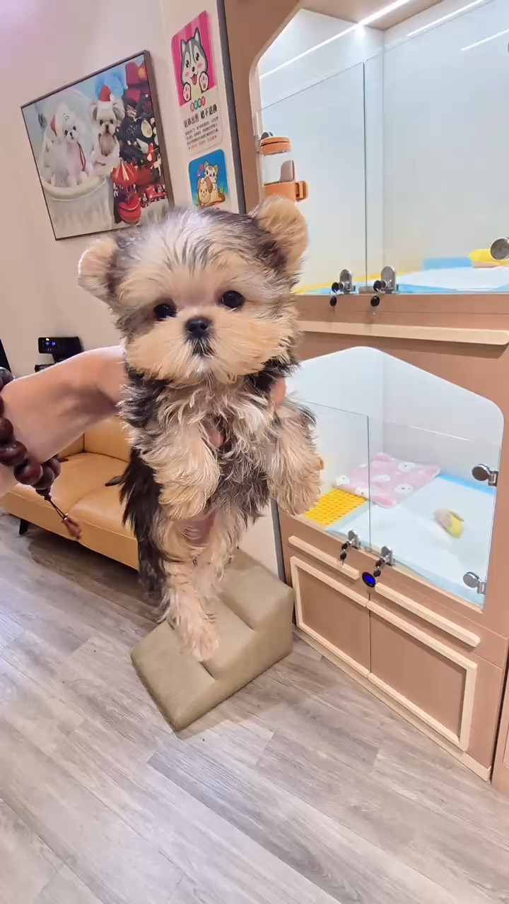 小狗我呀,是吃可爱长大的吧~🍭