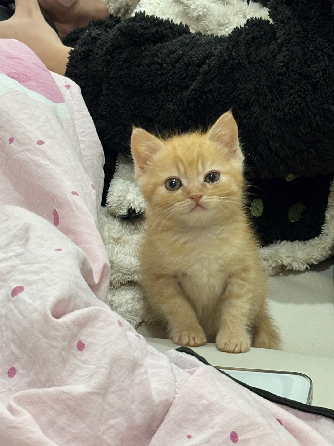 小橘猫幼崽暴击！奶fufu的小团子谁扛得住🍊