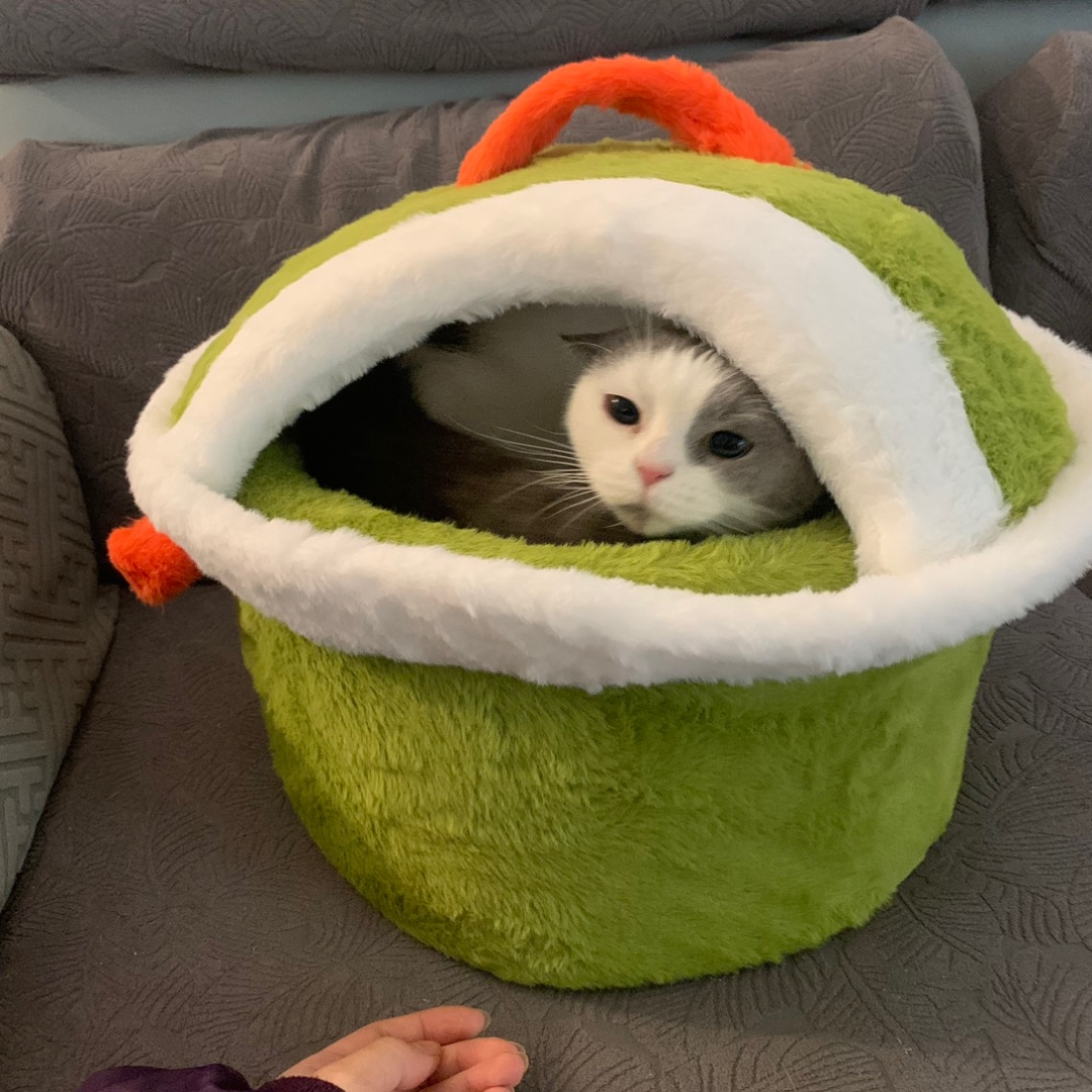 猫窝：冬日里的大锅炖啦！