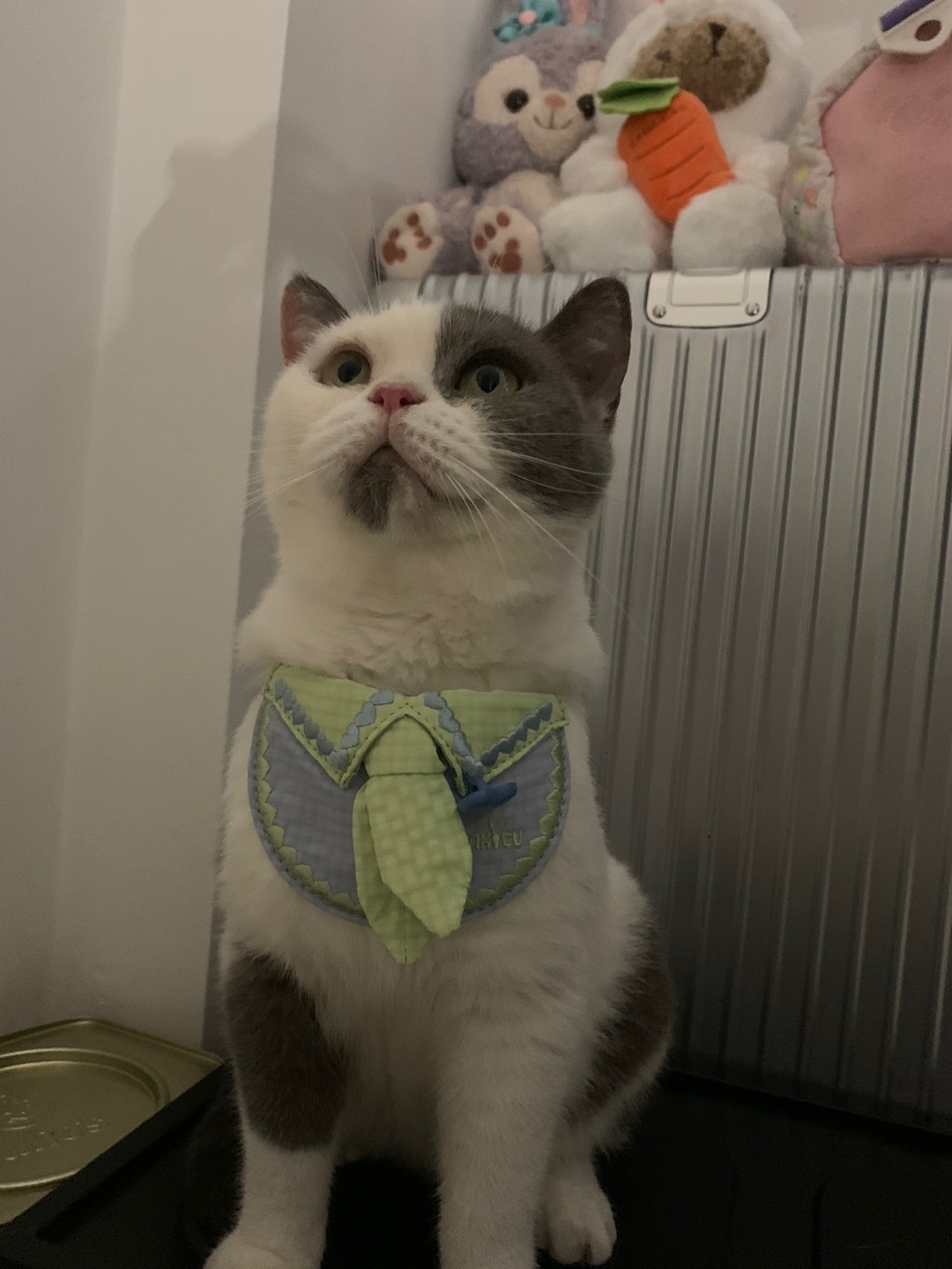 watytu英国宠物渔夫帽～✨✨