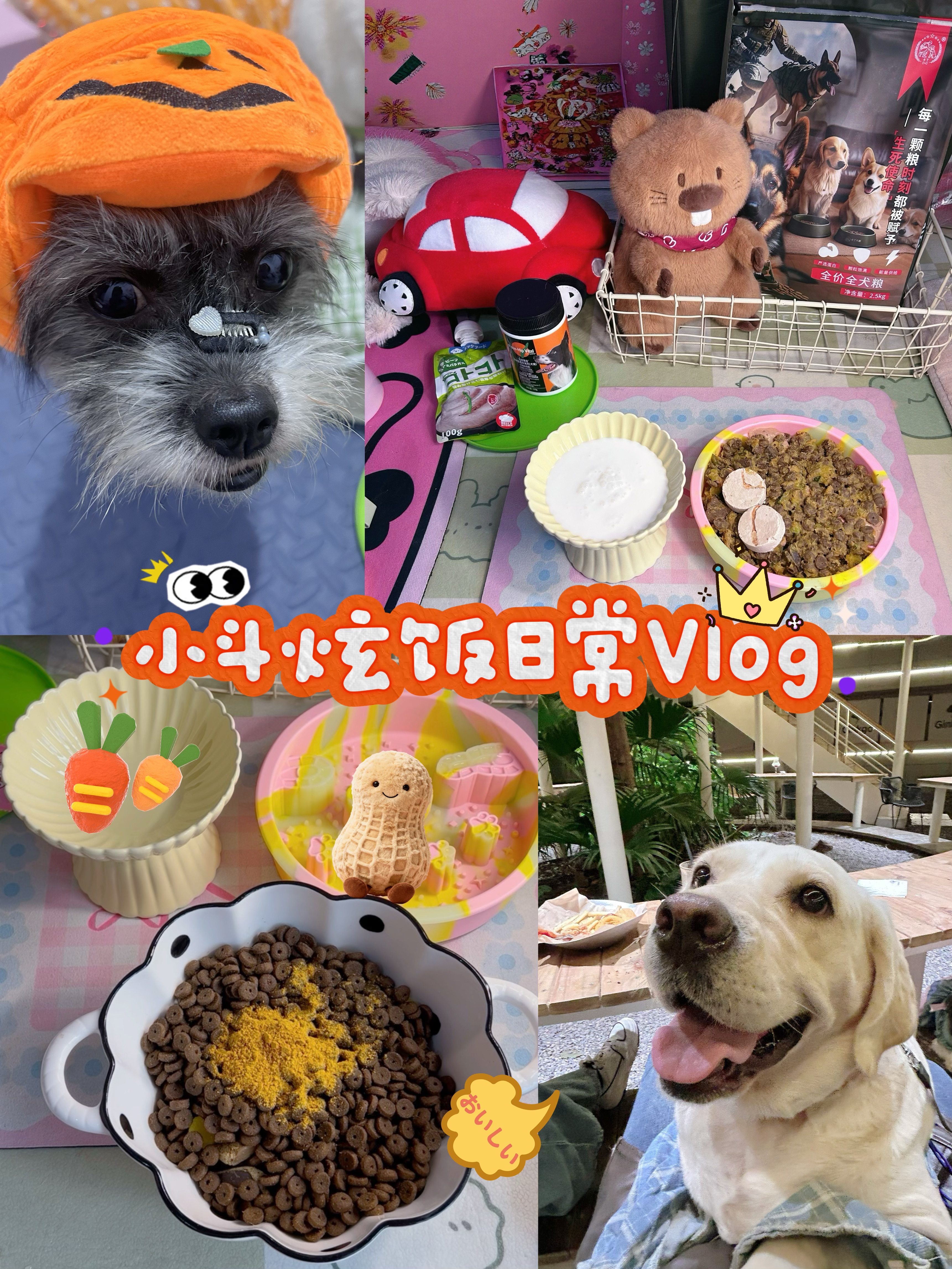 小斗哐哐炫饭vlog