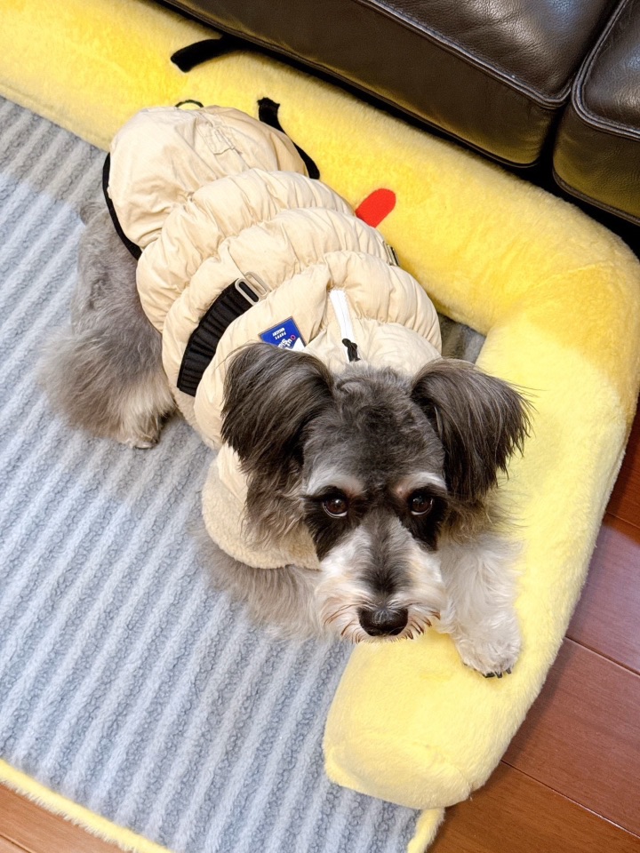 狗都不穿这么厚的衣服