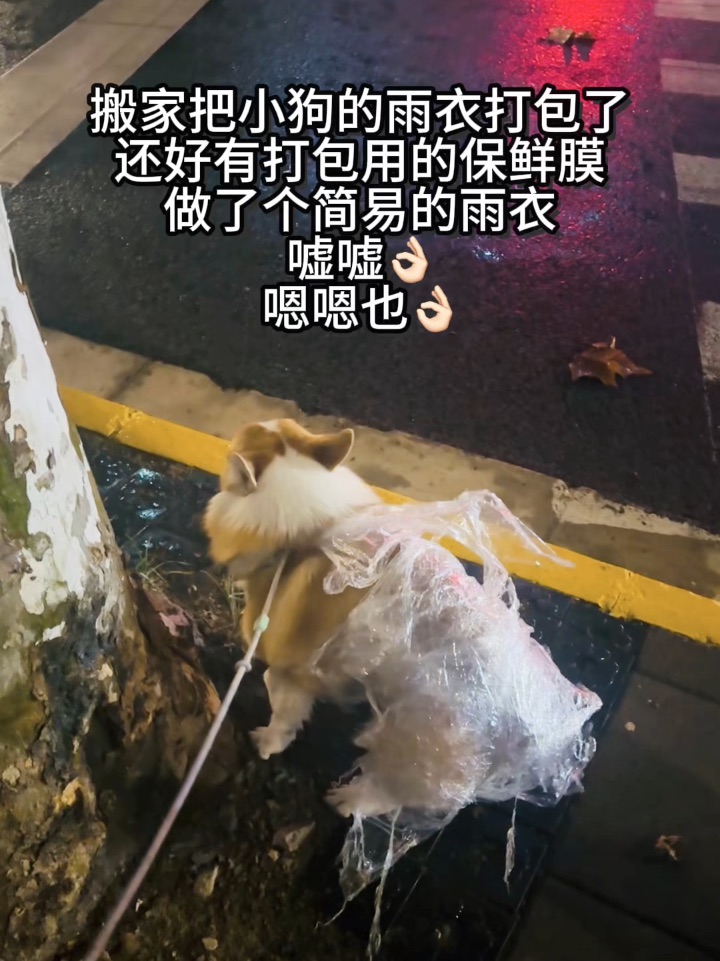 搬家把小狗的雨衣打包了