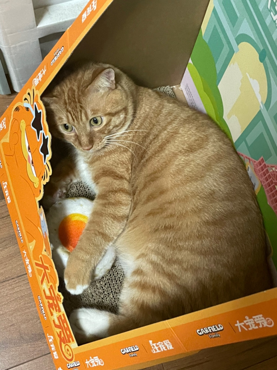 守护我的荷包蛋