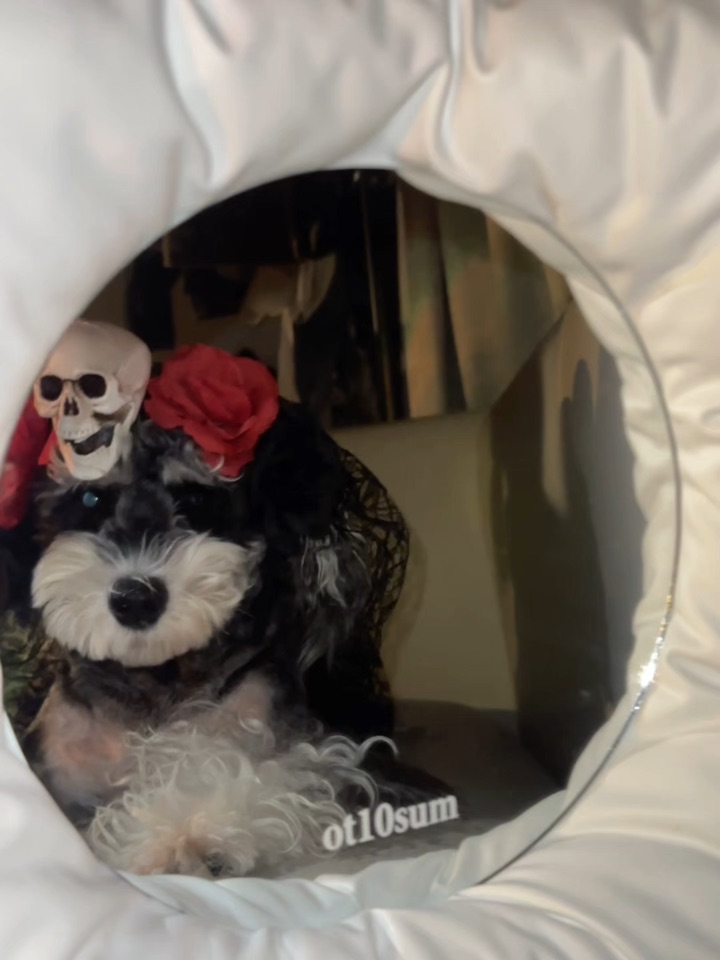 人给罐罐不给罐罐小狗就捣蛋