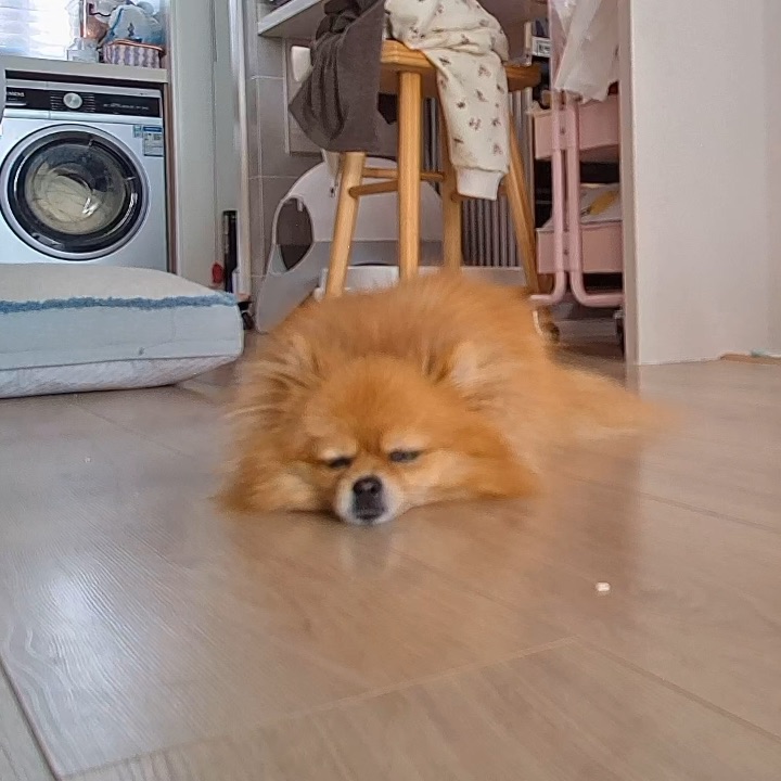 人类不在家,小狗在做什么