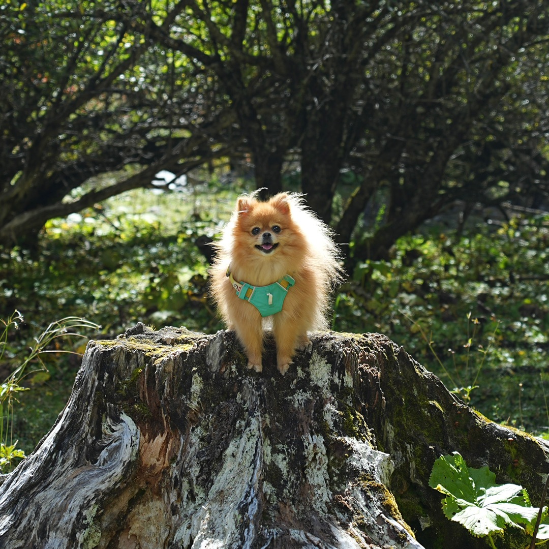 耶耶胸背和户外也太搭了
