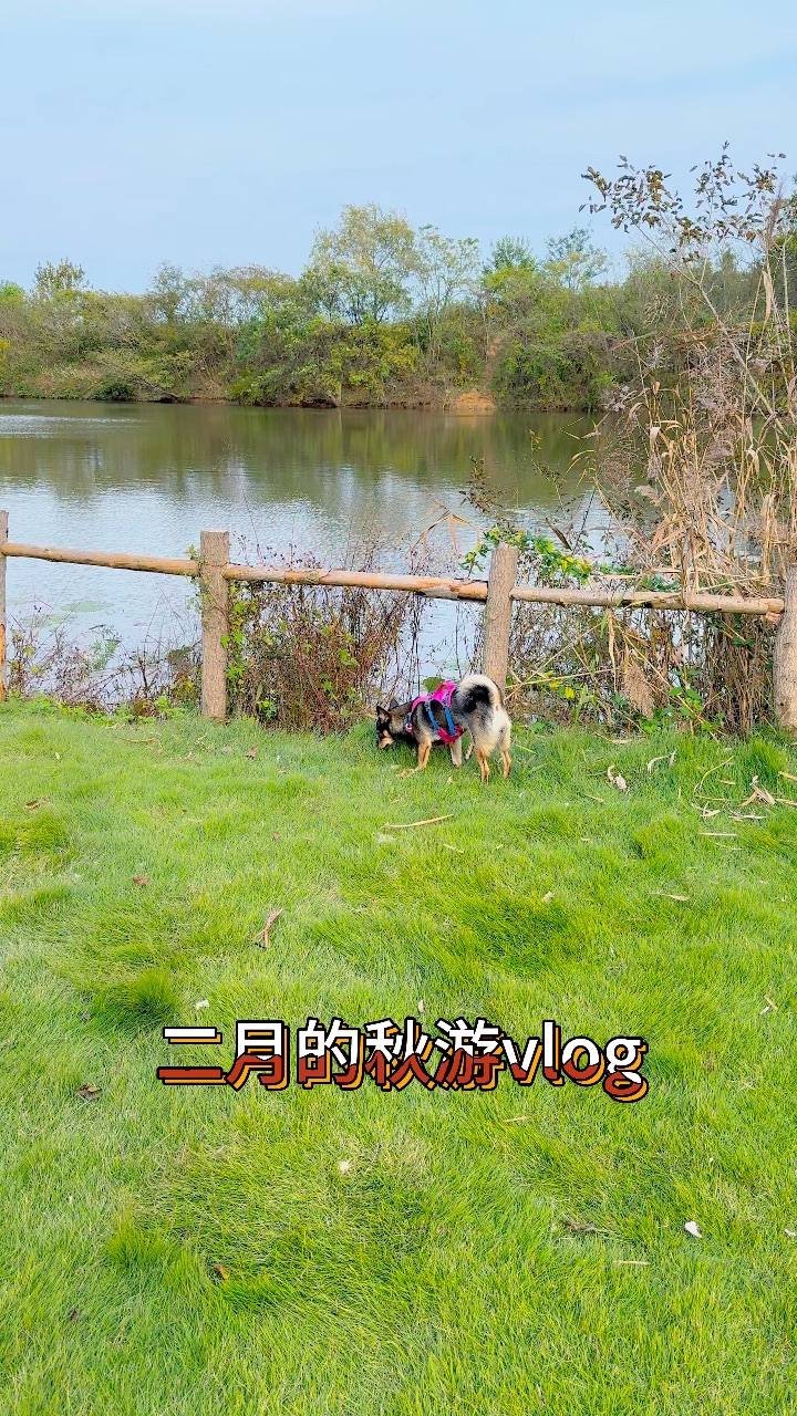 小狗秋游记🍂