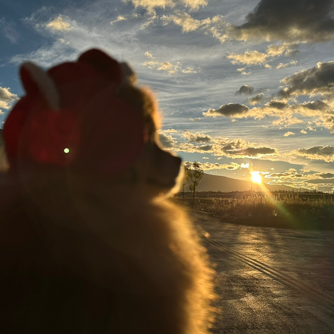 和小狗一起看日出🌅