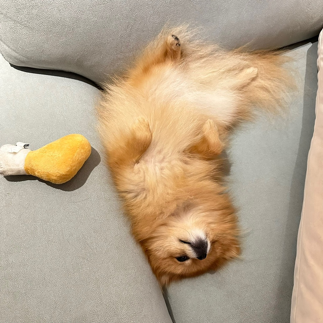 给我看看你家小狗的睡姿