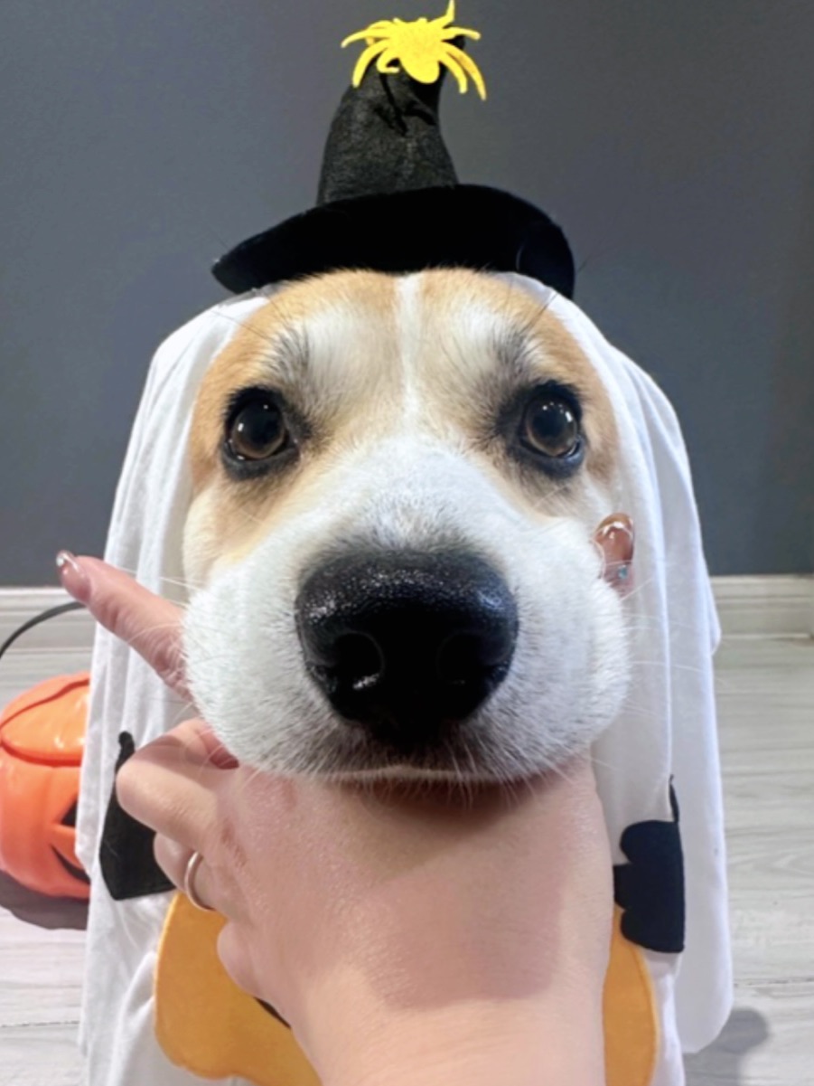 不给罐罐就捣蛋哦😈