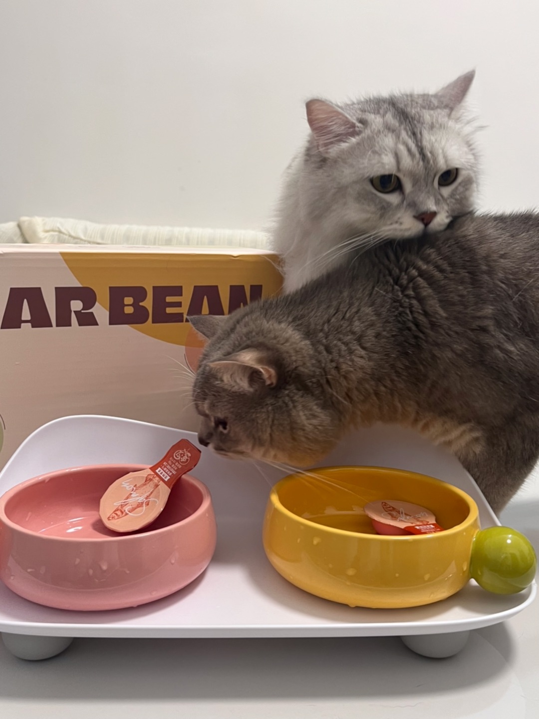 🍬糖豆陶瓷双碗测评📝