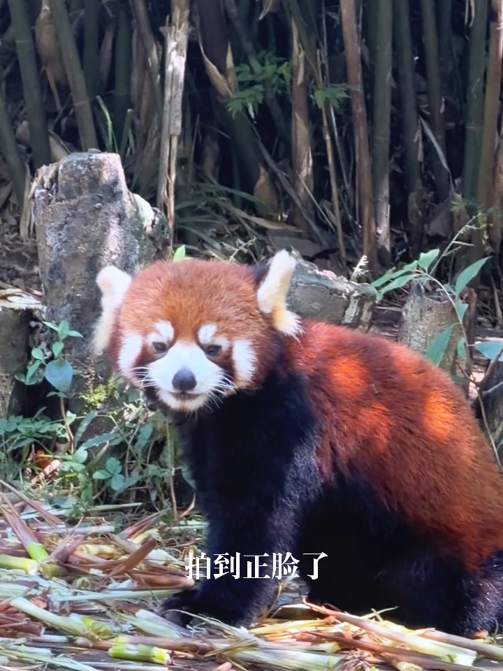 小熊猫的治愈瞬间，真嘟被它可爱到了！！