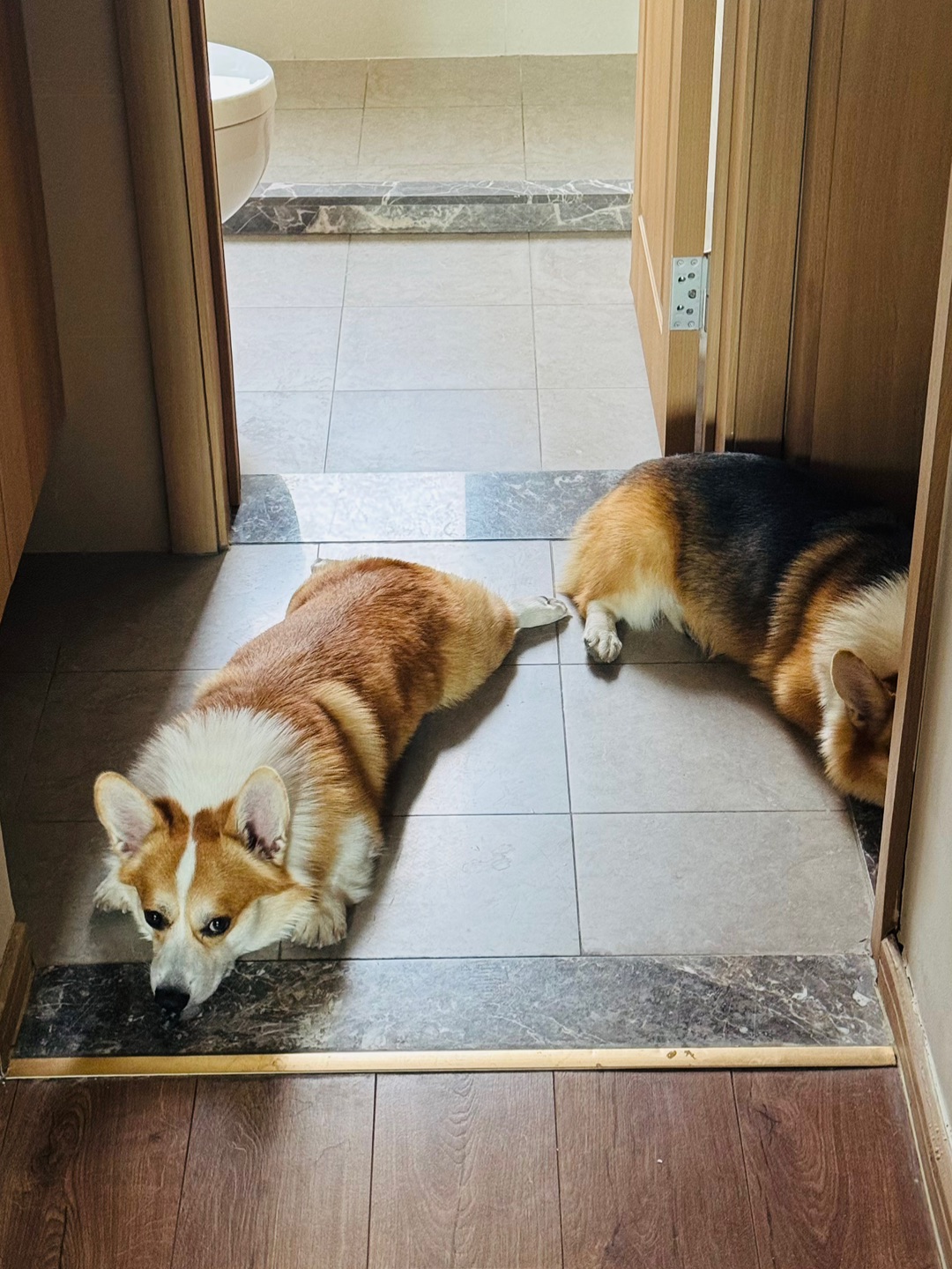 搬新家小狗好像不适应