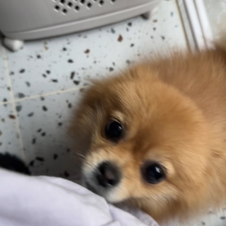 怎么和小狗解释在外面摸了狗这件事……