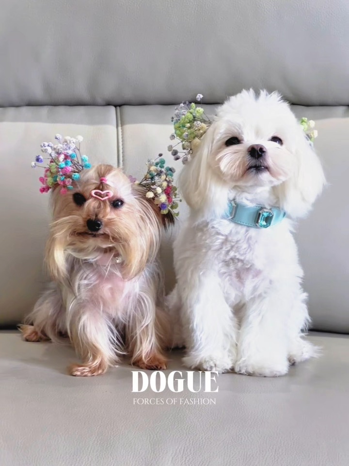 复刻刘亦菲Vogue花漾大片