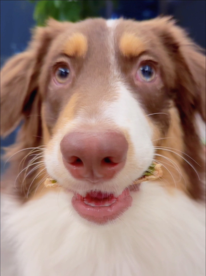 谁的小狗这么可爱。