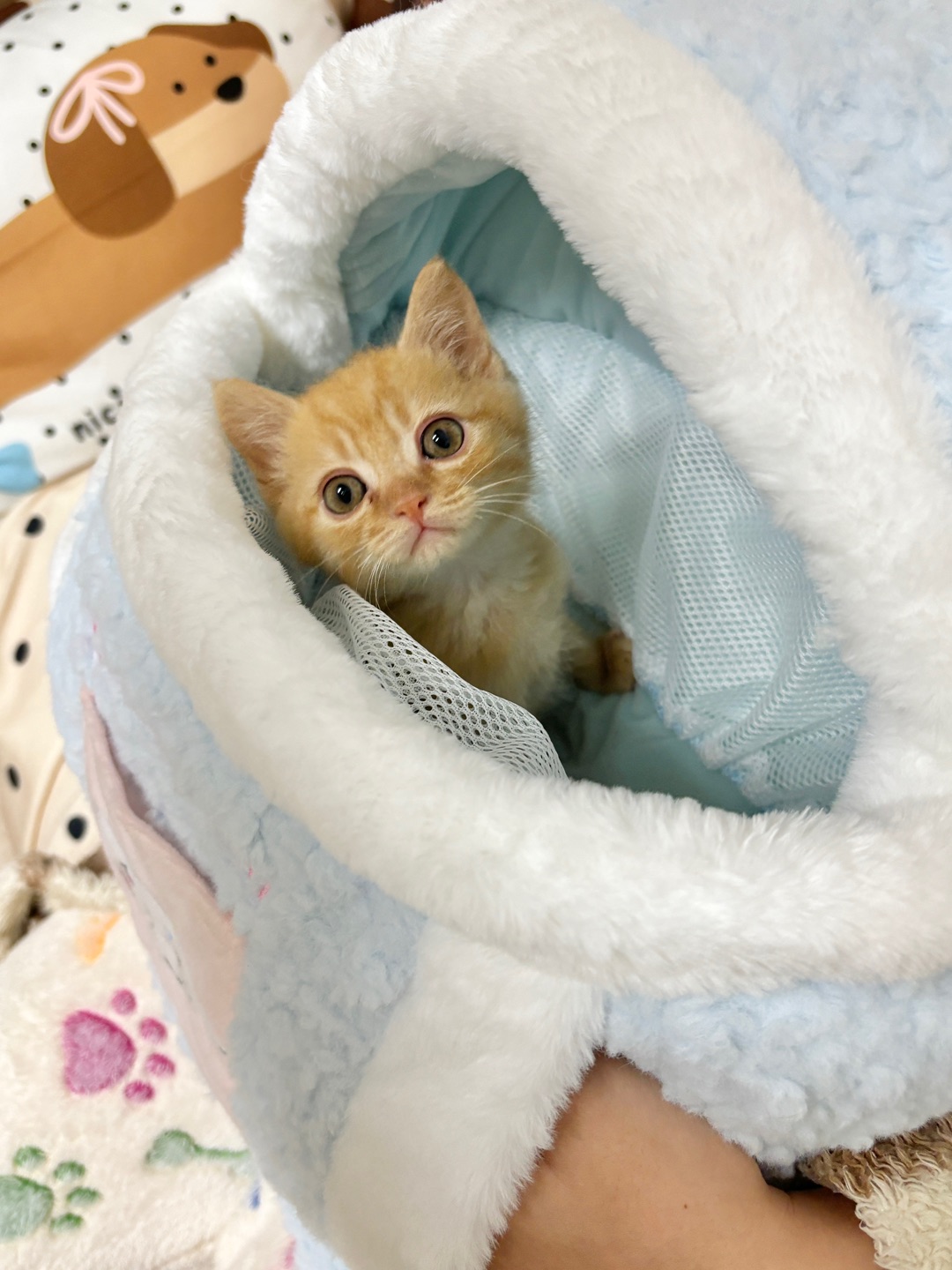 小橘猫钻进奶蓝窝！眼神像在求rua🍊