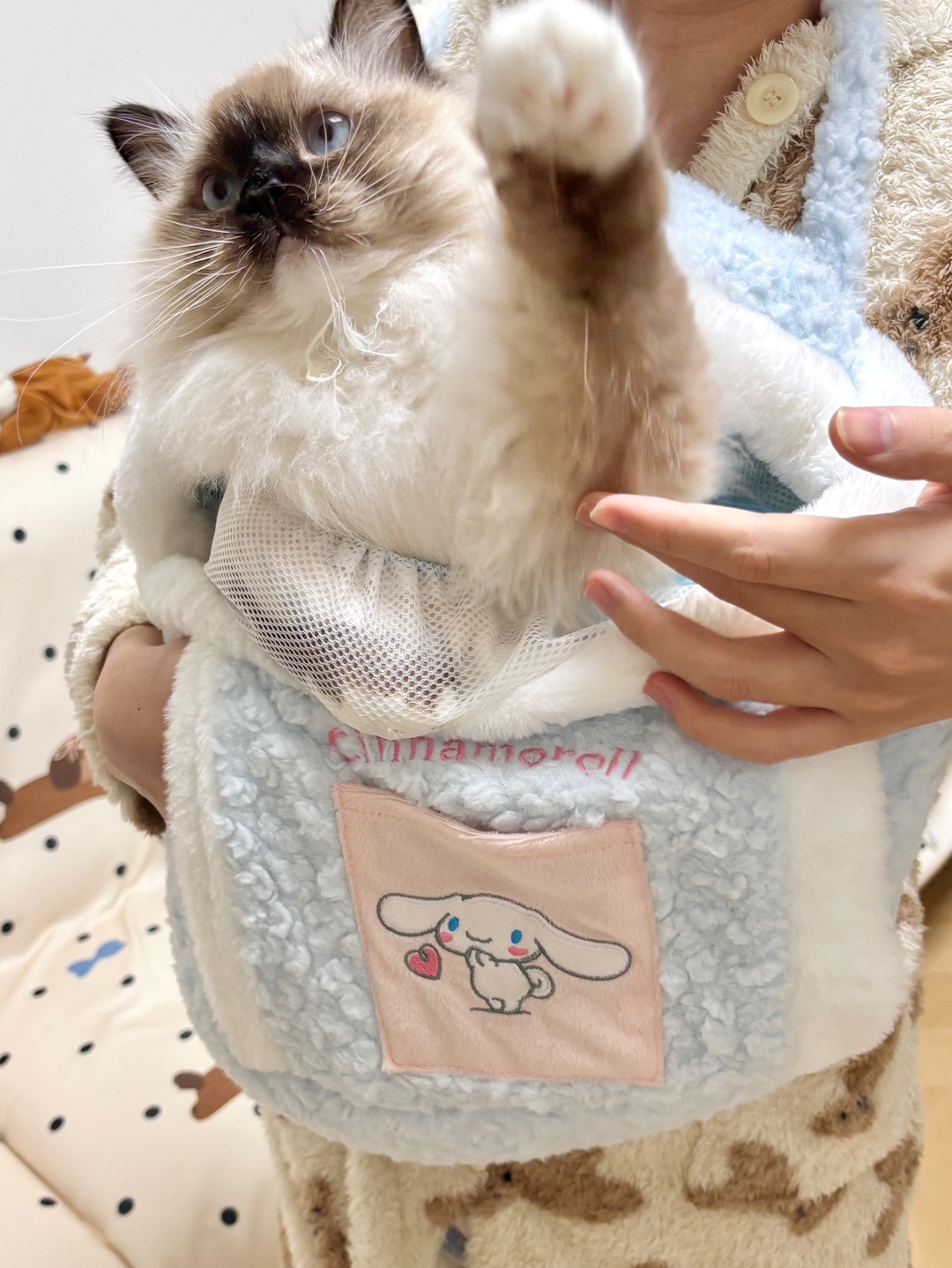 布偶猫被“大耳狗包”封印！眼神好无奈😂