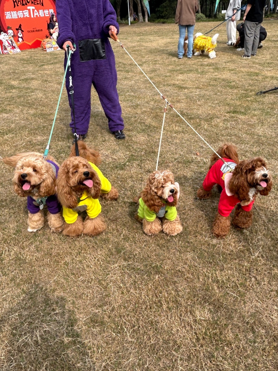 Cuca's Daily 万圣节的天线狗狗们！