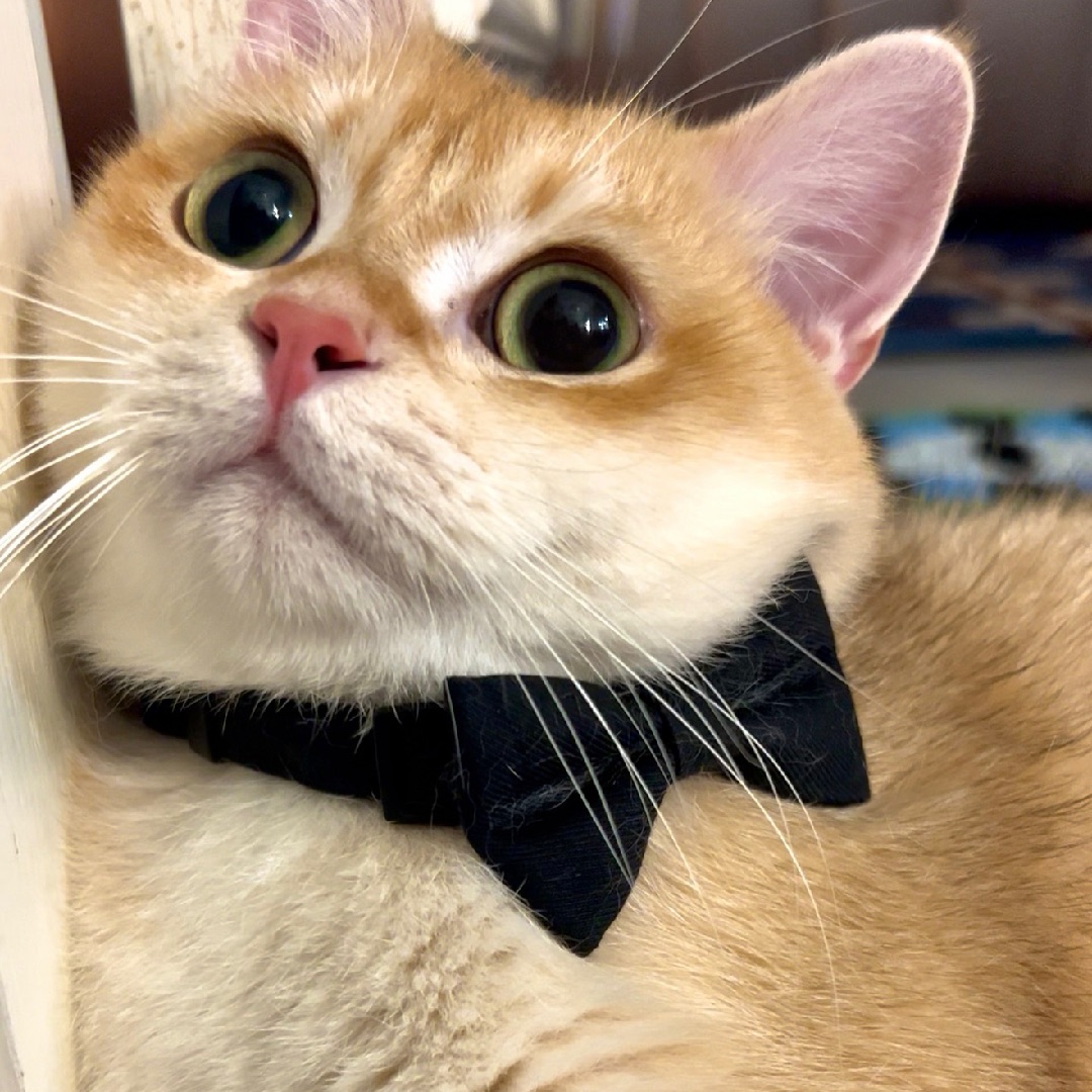 嘻嘻，我在贴在门边上，麻麻再给我拍照🤳