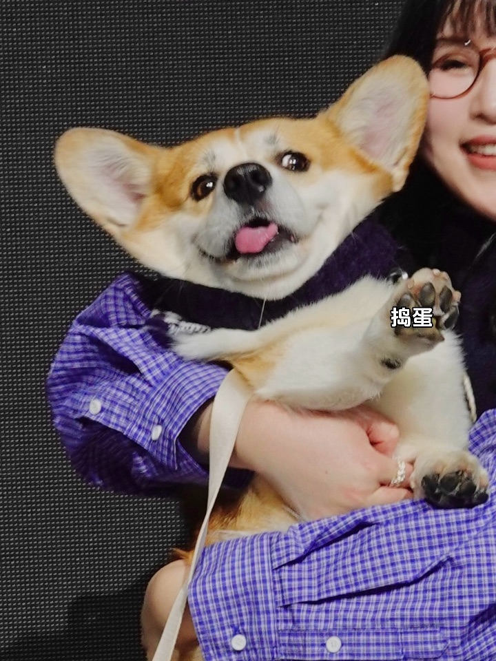 当我的狗走秀就爱闻地板👃我就会得到…