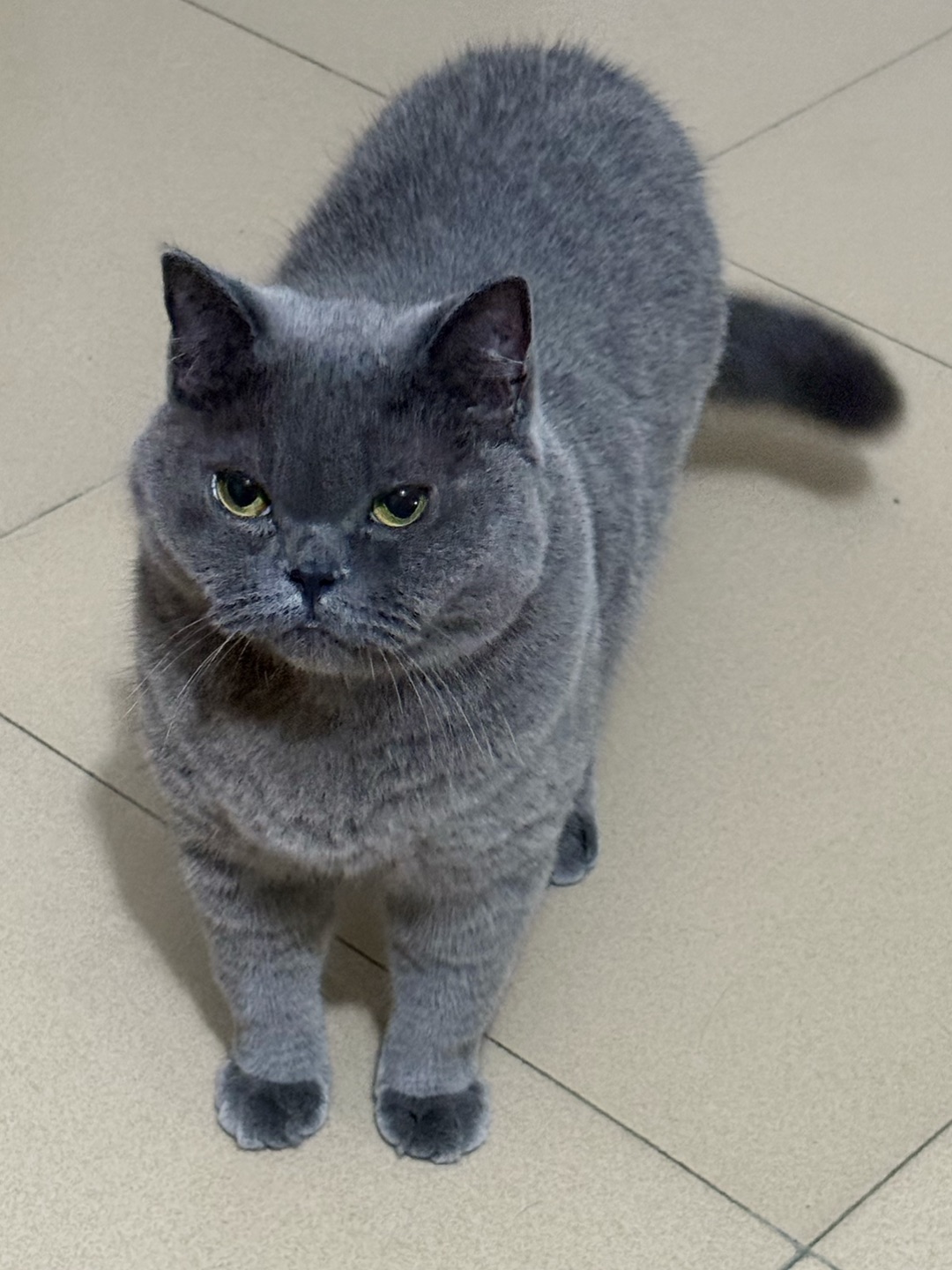 灰绒小主的傲娇凝视