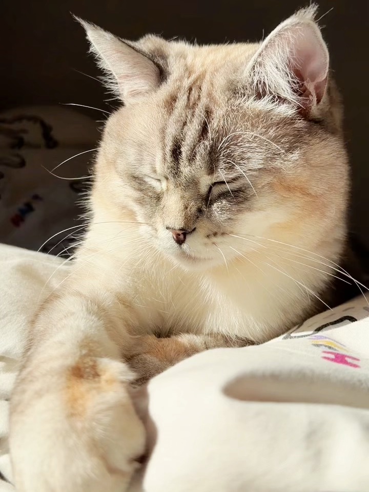 和小猫一起赖床吧～