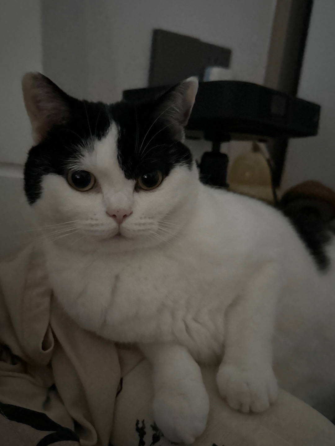 谁懂醒来一个咪看着你