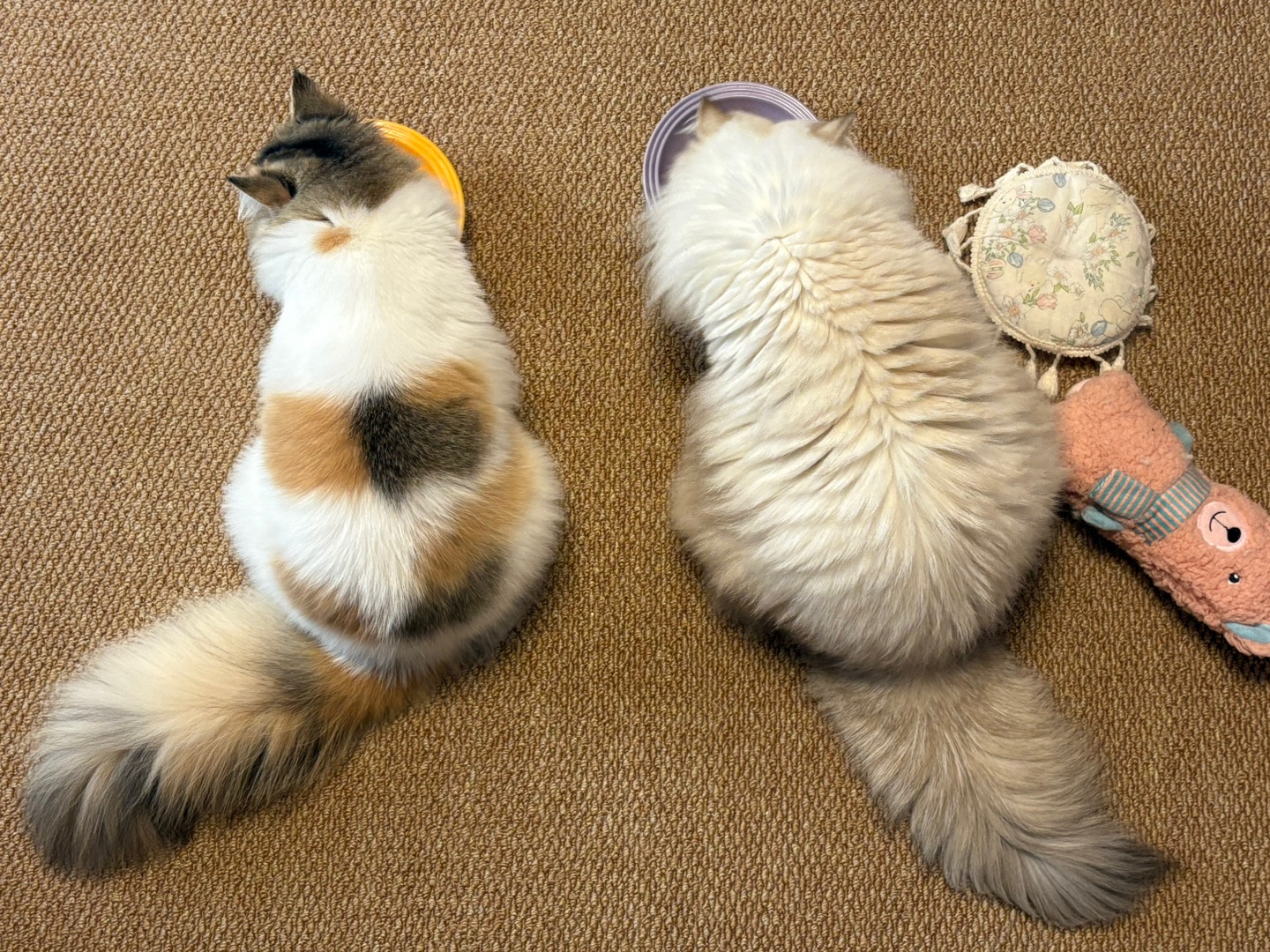 家有小猪初养成～