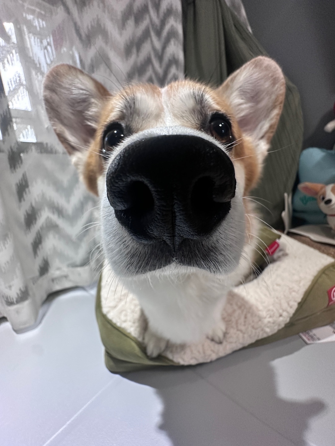 泥嚎！这是小斗的新窝窝！