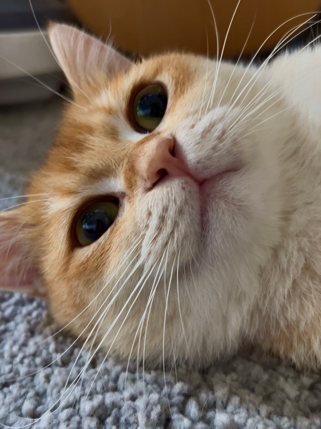 嘬嘬嘬～ 我发现了一个惊天的秘密㊙️