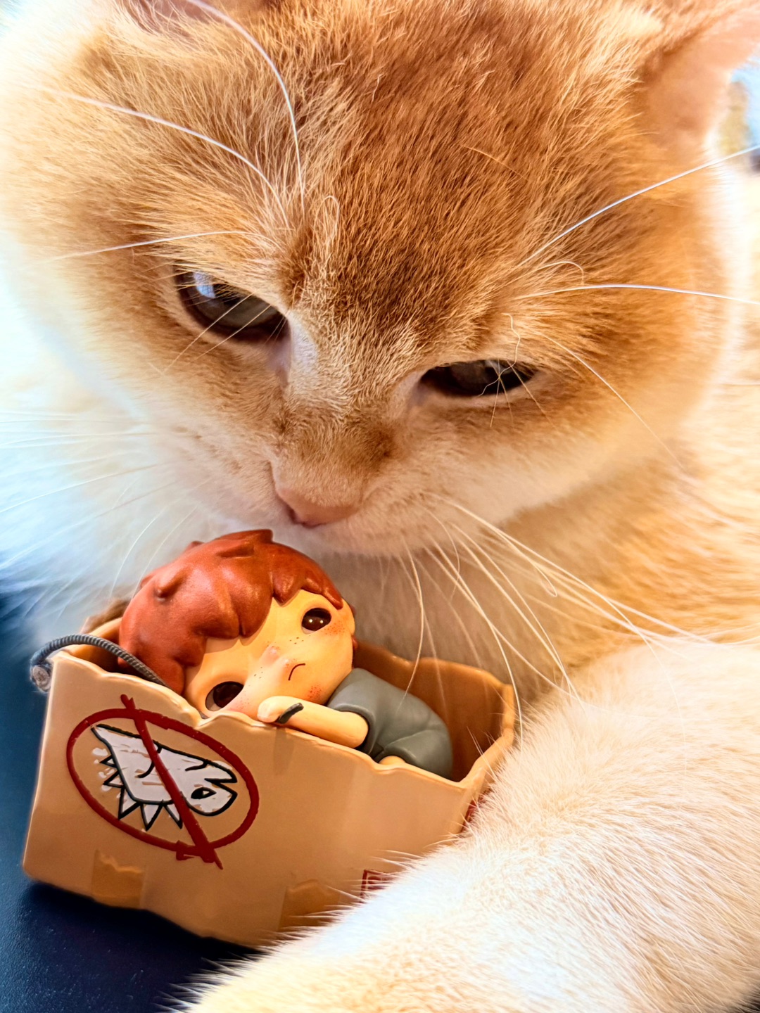 我和纸箱里的新室友💓