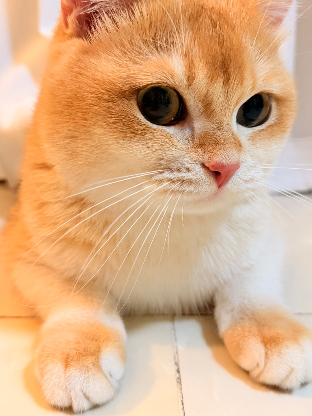 本喵刚刚还在玩的彩虹弹力球去哪儿了？