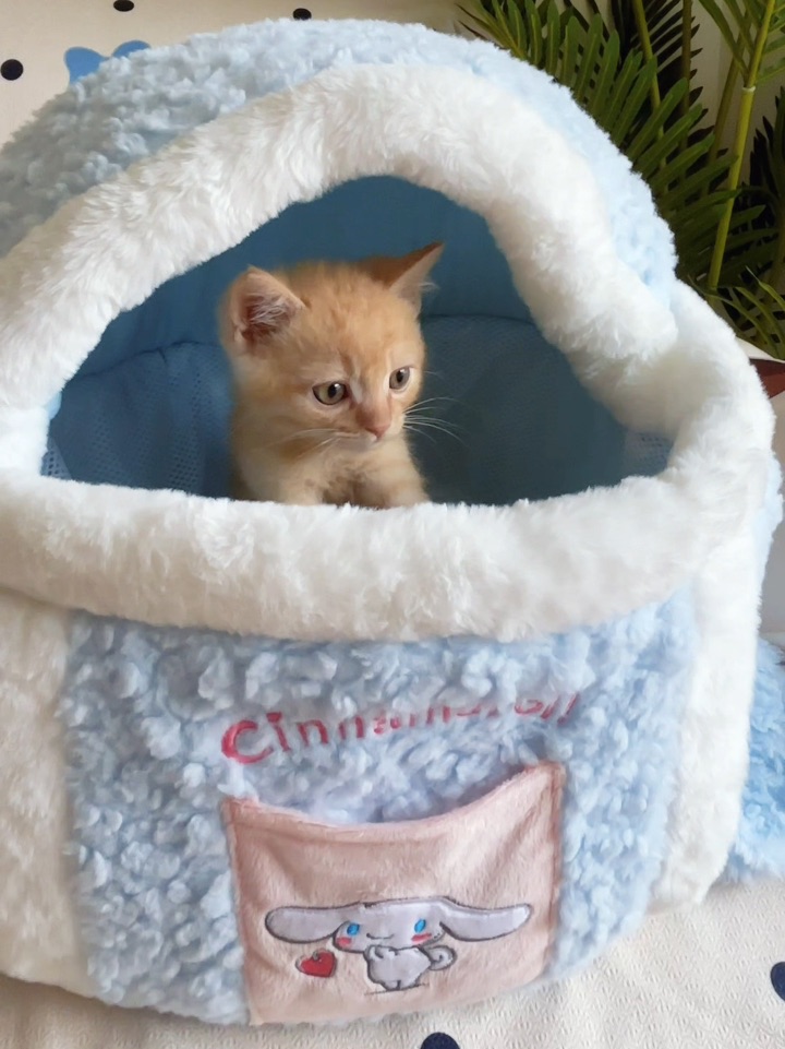 🩵🐾小猫冬日出行必备暖包！！