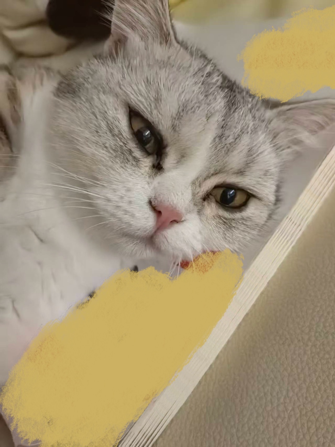 小猫不需要学习一些深奥又不时兴的东西