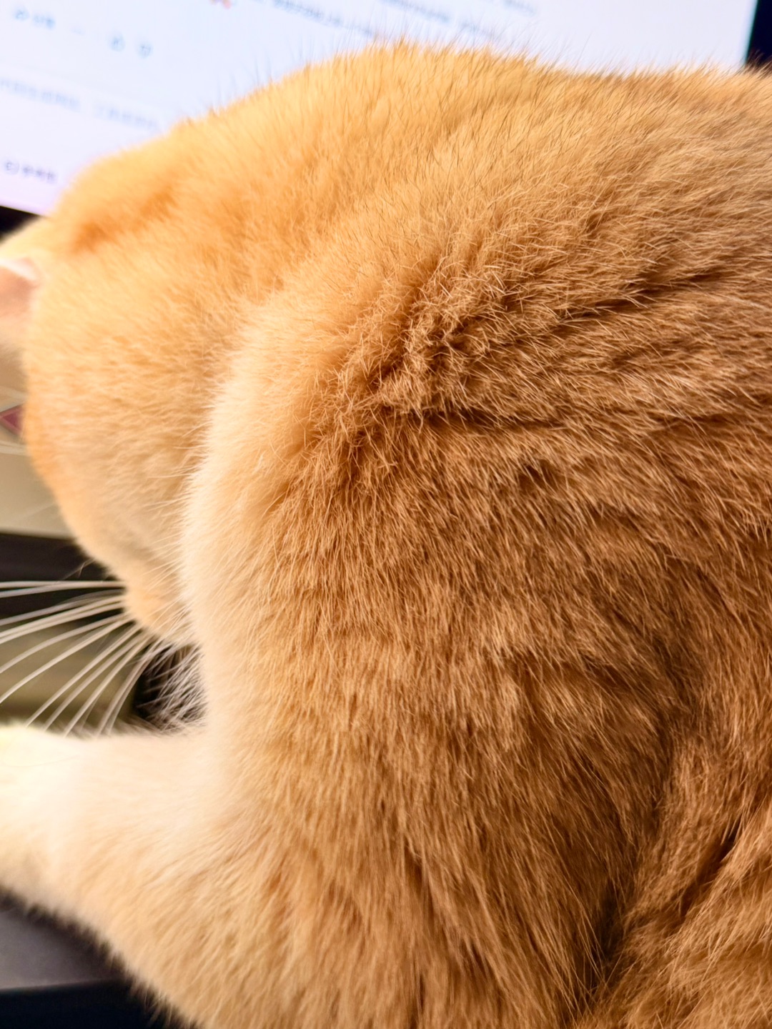 救命！我好像养了个猫形双开门冰箱…