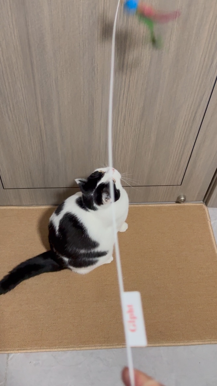 宠物养生之保持运动