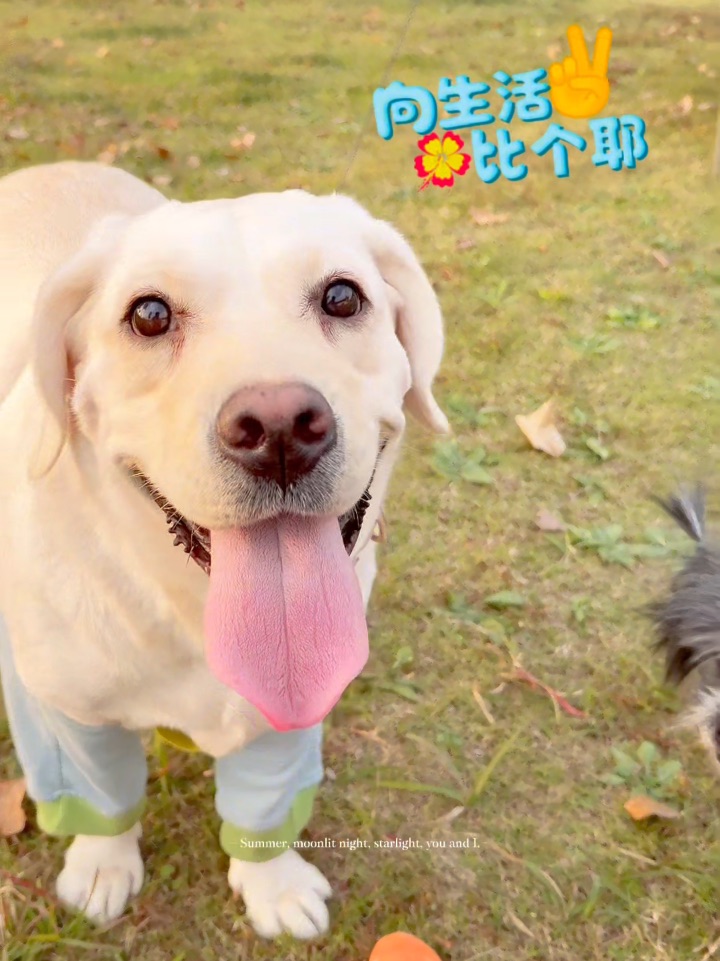 小斗露营vlog🏕️