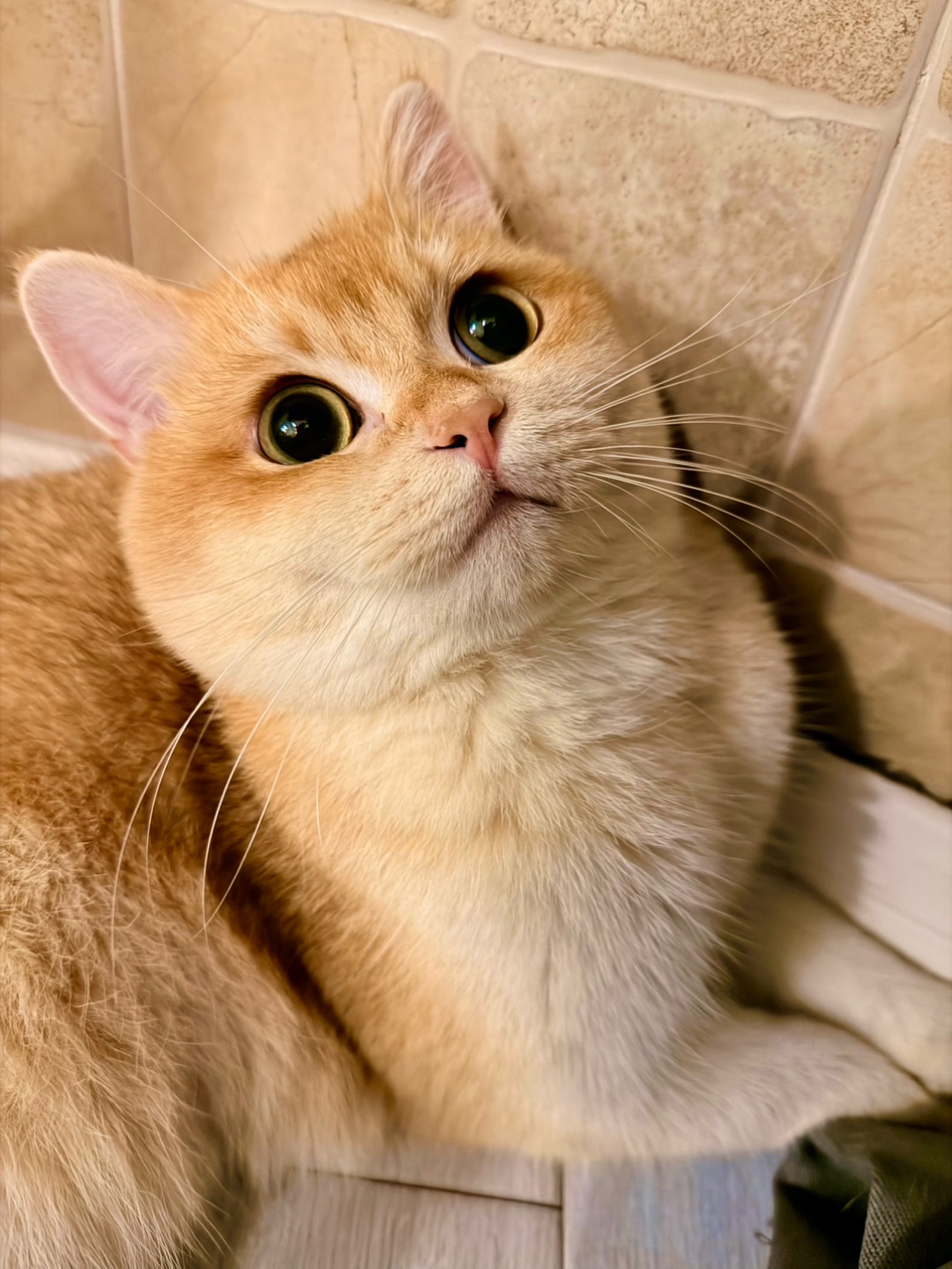 “好奇宝宝”已上线🫣