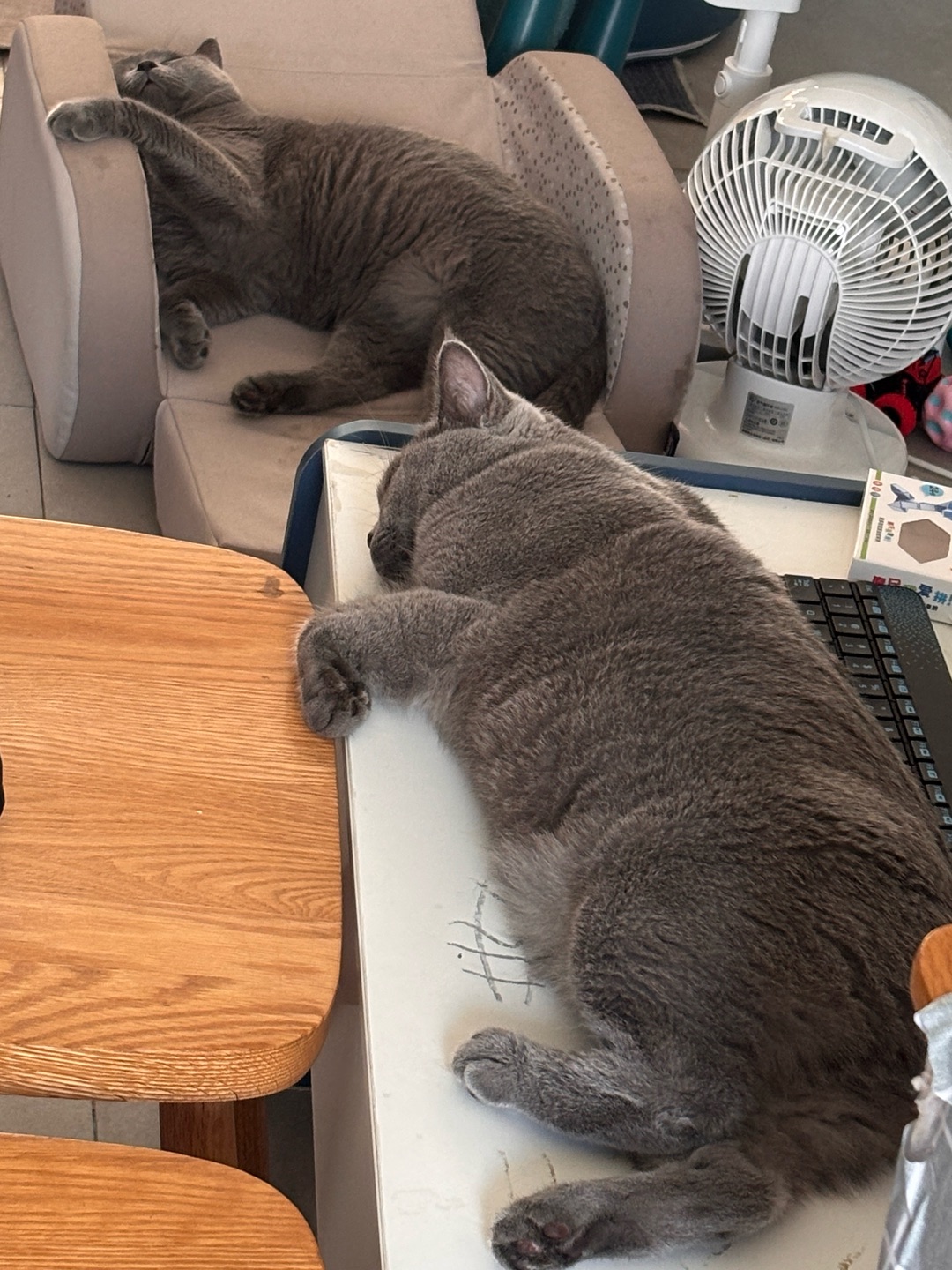 令人羡慕的喵生