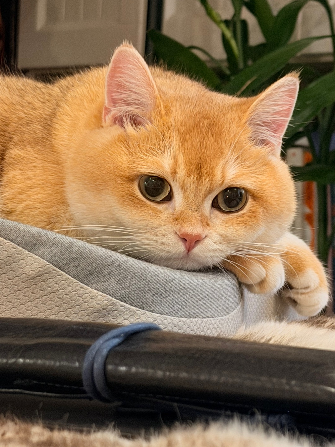 想🧠什么呢，小脑袋