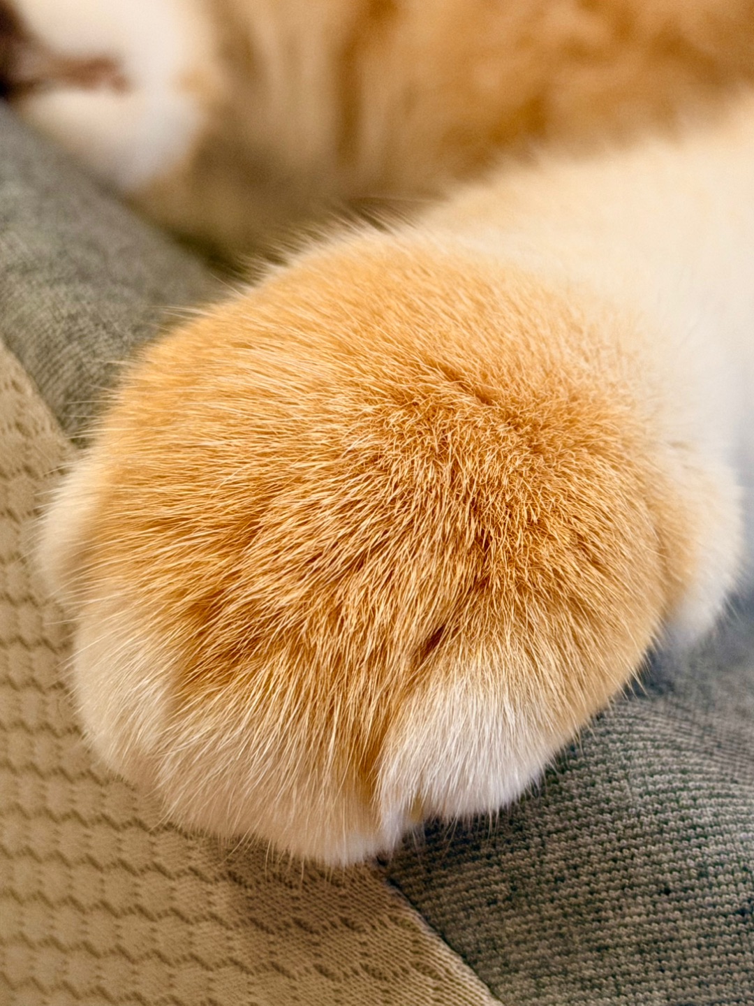 🐾我的哆啦A梦小手手