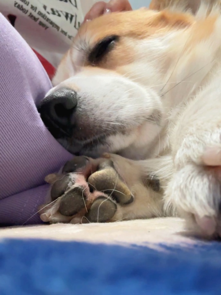 出门扔垃圾没带他🐕小狗委委屈屈🥺