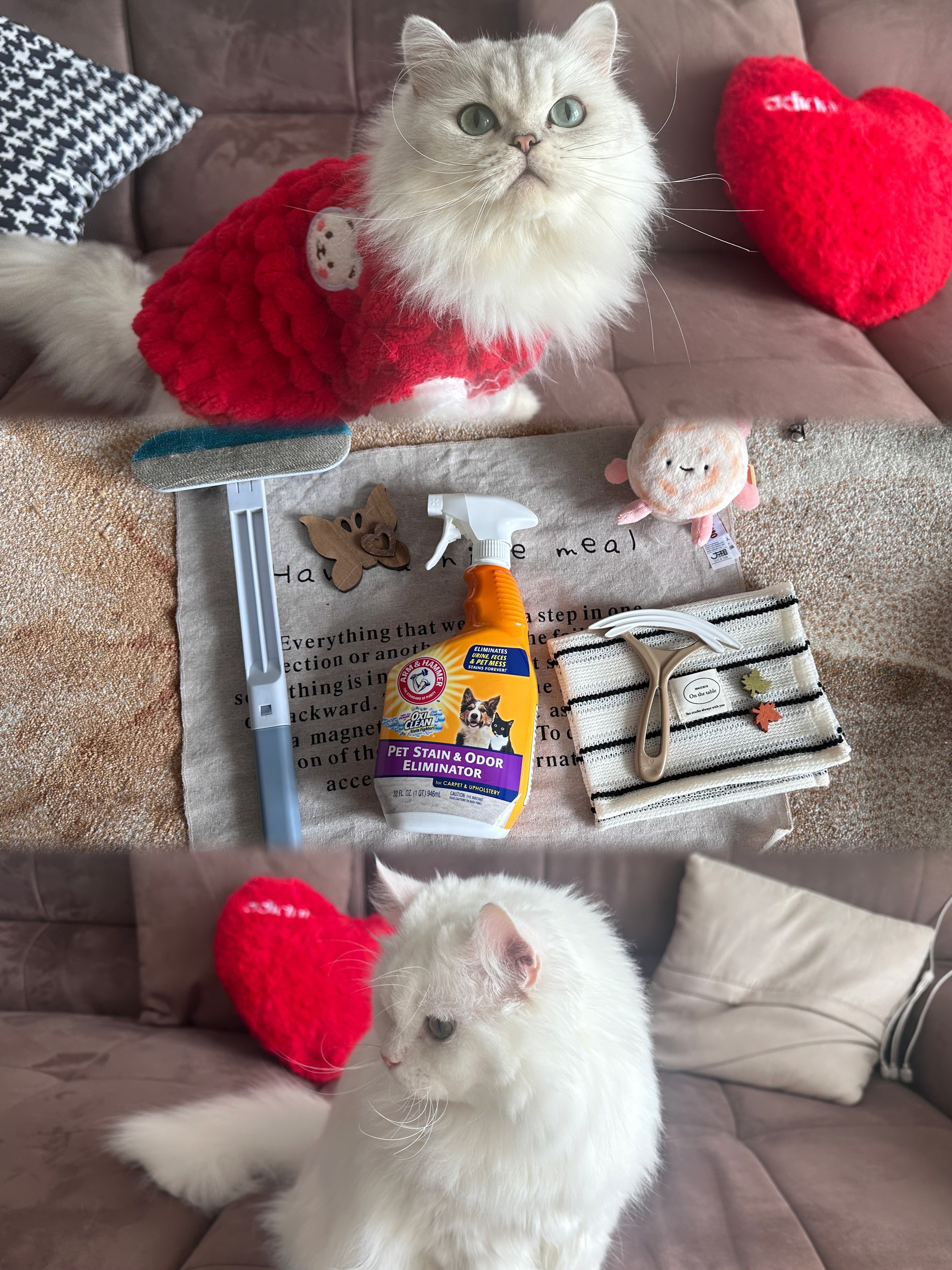 清洁手记｜🙅拒绝猫咪“臭烘烘”