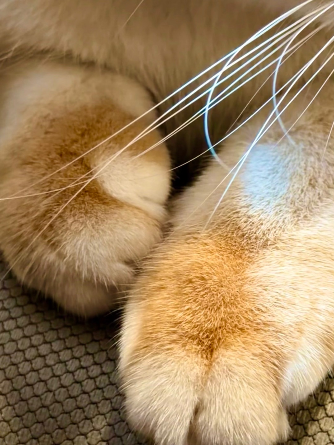 又被我抓住了吧🤭招财👣